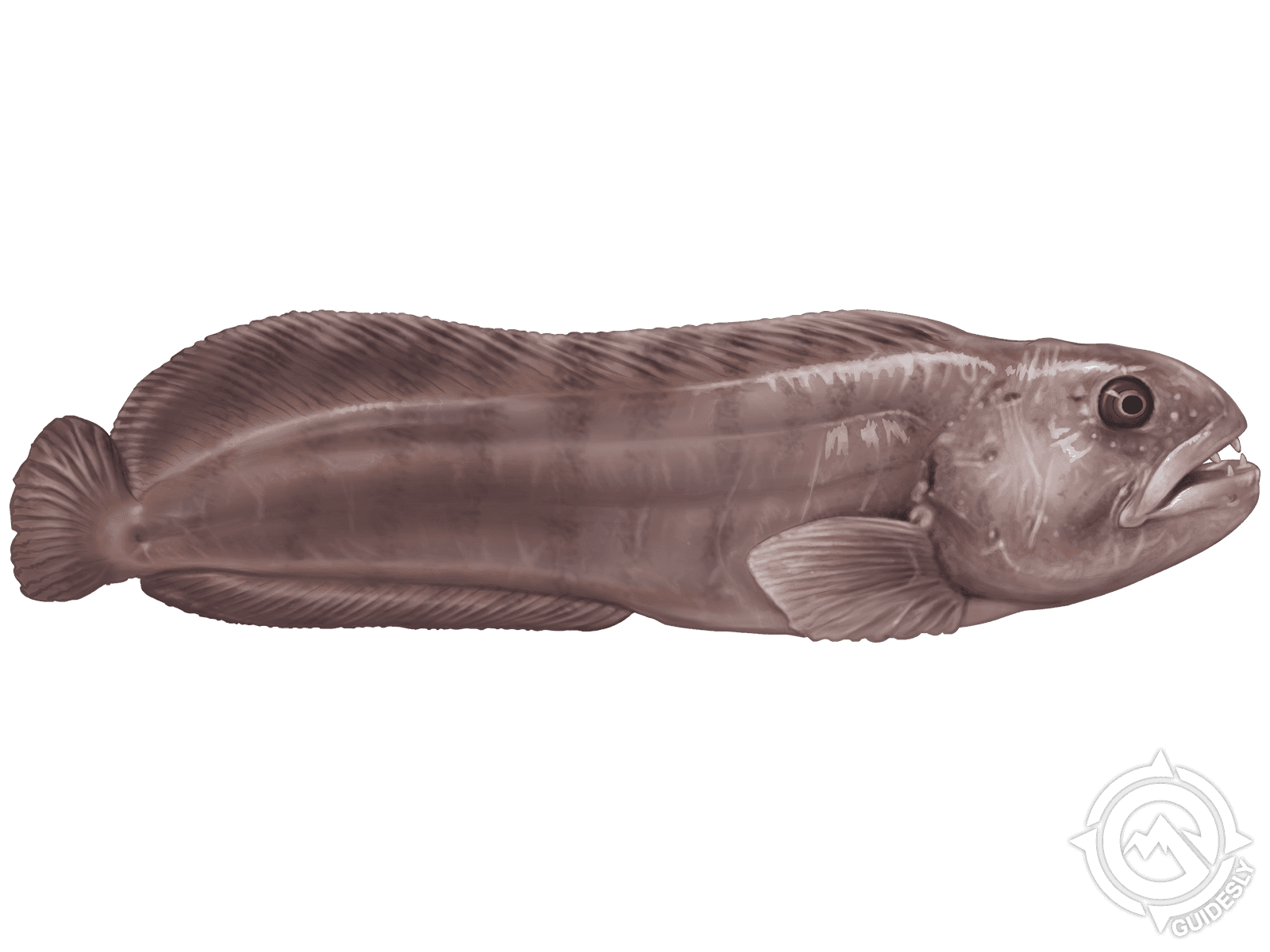 Atlantic Wolffish