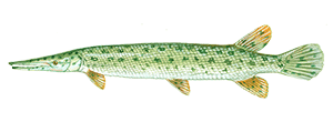 Florida Gar