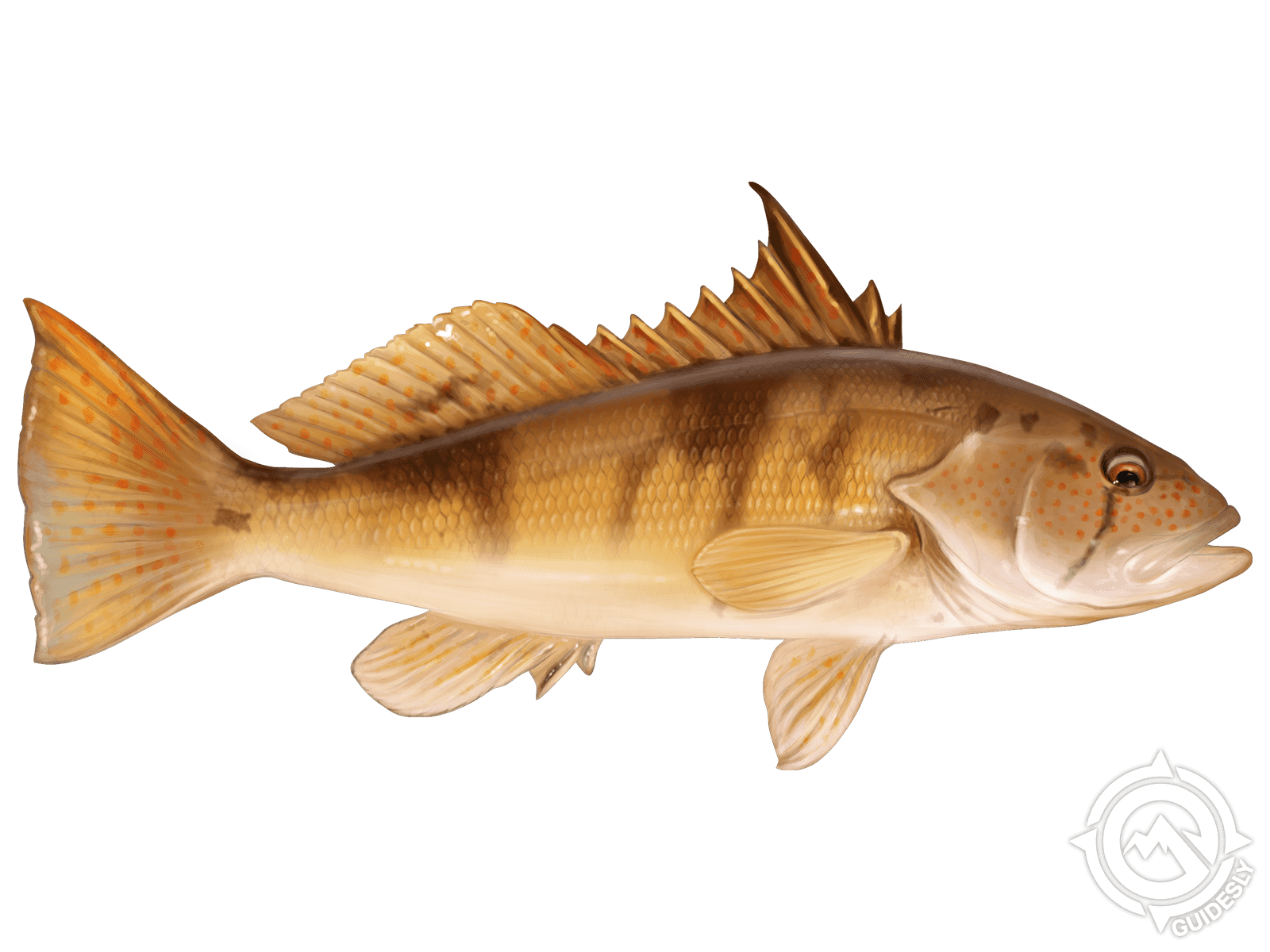 Barred Sand Bass