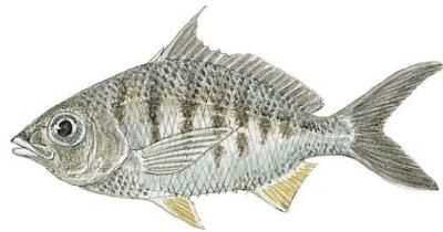 Striped Mojarra