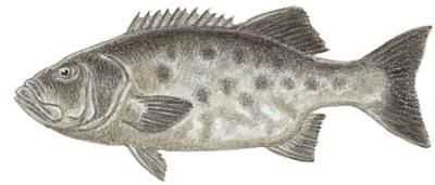 Giant Seabass