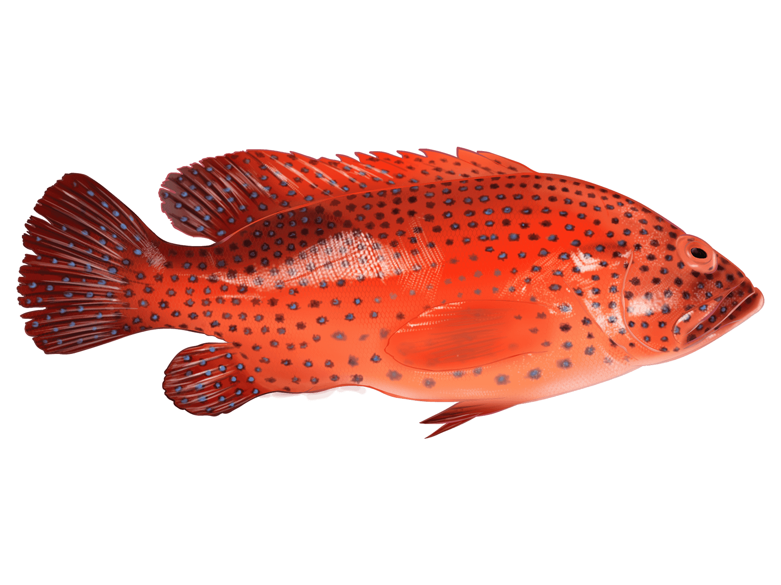 Red Grouper