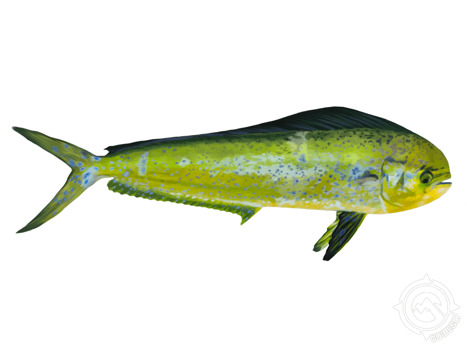 Mahi Mahi or Common Dolphinfish