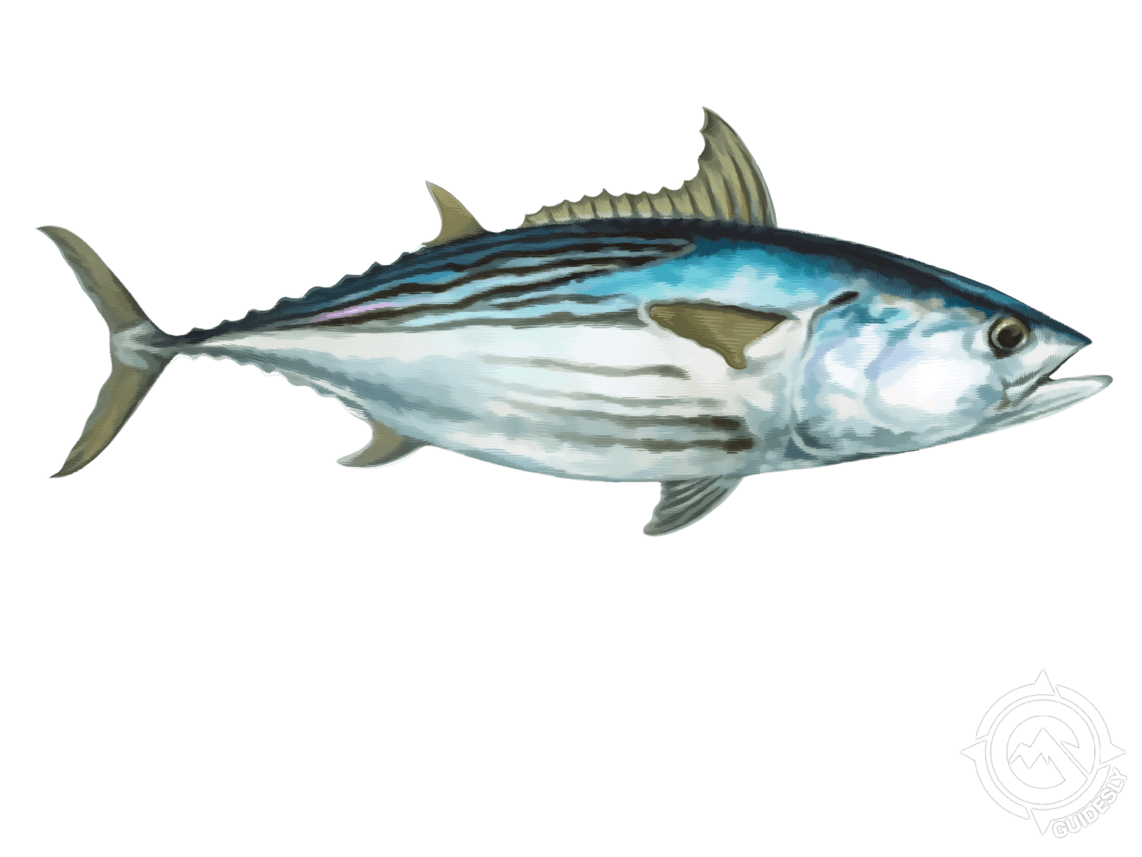 Black Skipjack