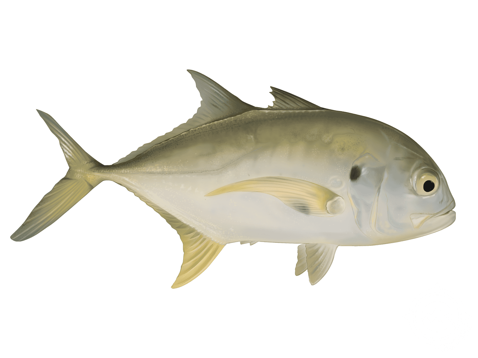 Pacific Crevalle Jack