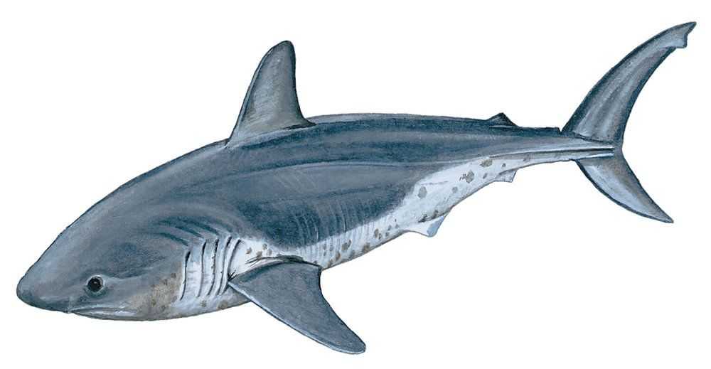 Salmon Shark