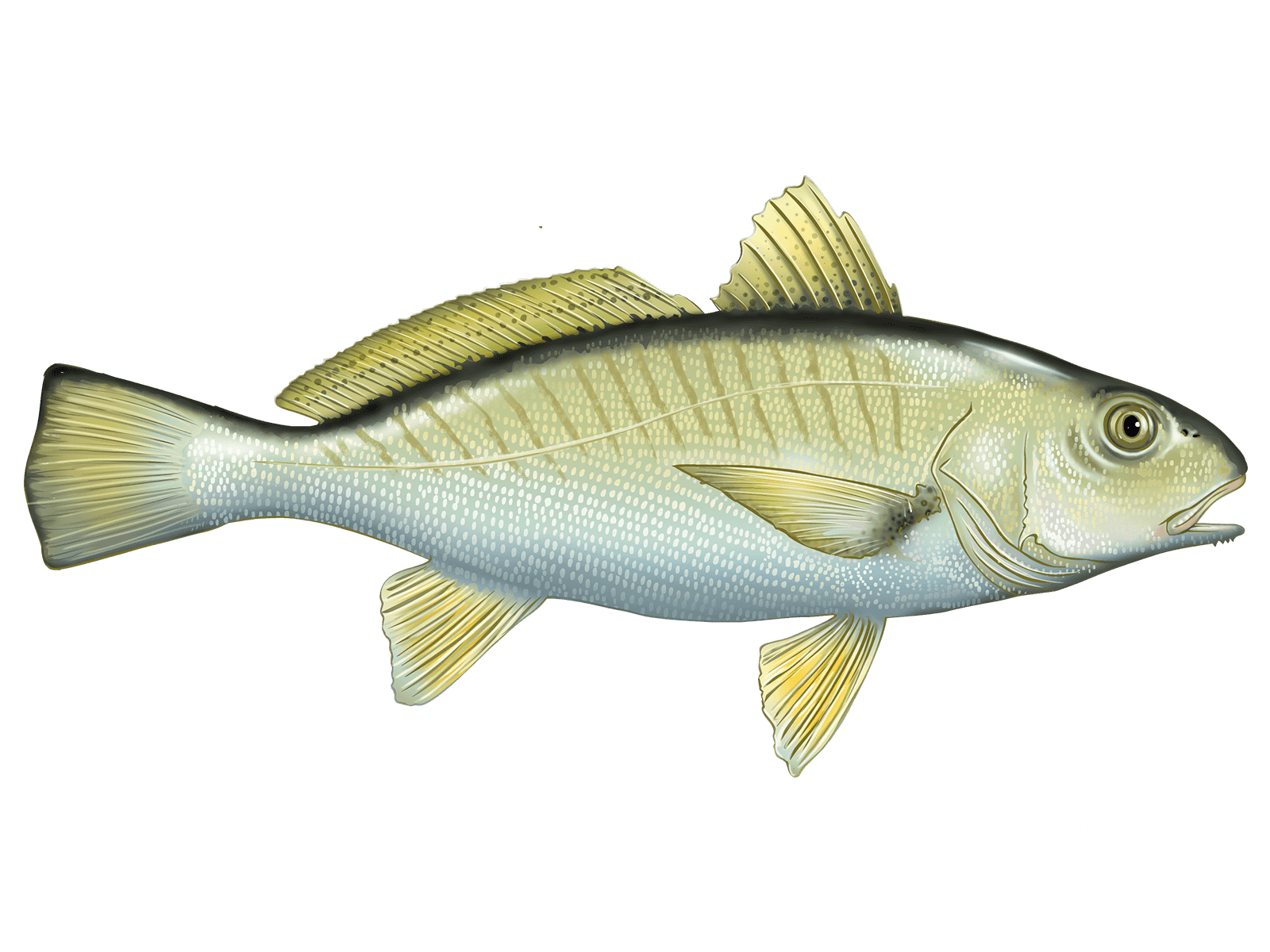 Atlantic Croaker