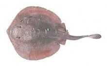 Haller's Round Ray