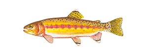 Golden Trout