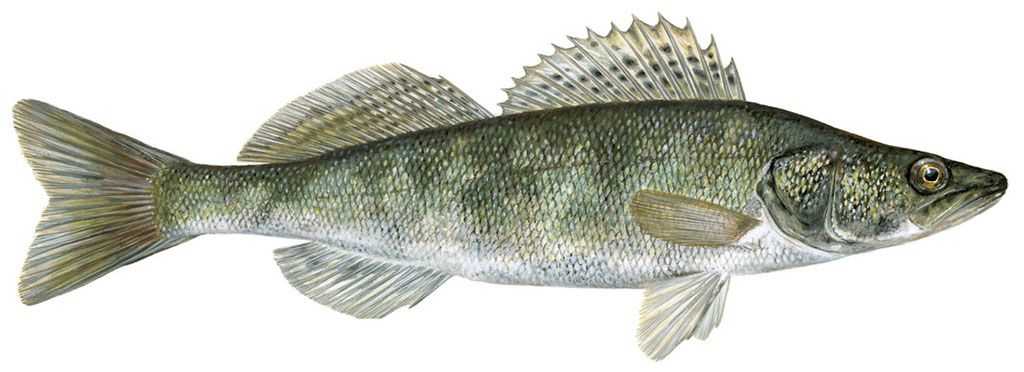 Pike-Perch