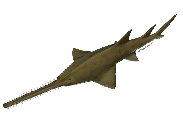 Largetooth Sawfish