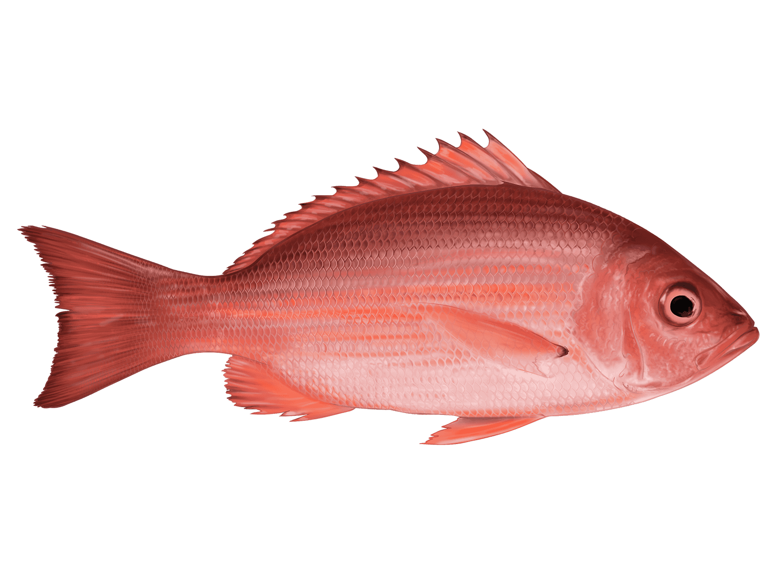 Red Snapper