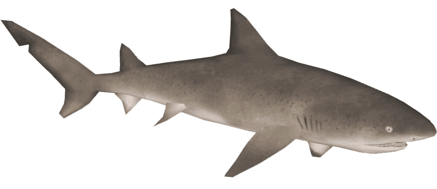 Lemon Shark