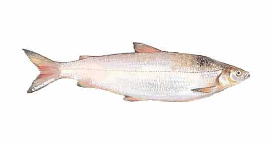 Lake Whitefish