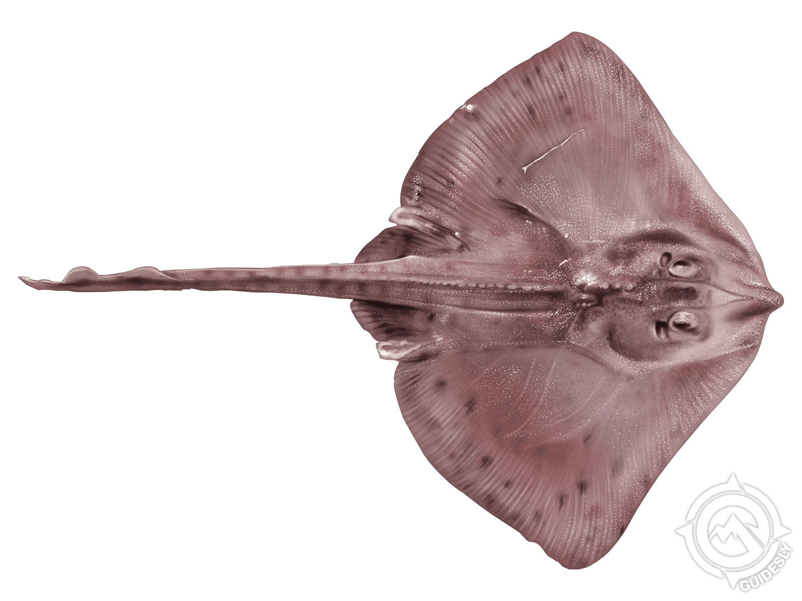 Barndoor Skate