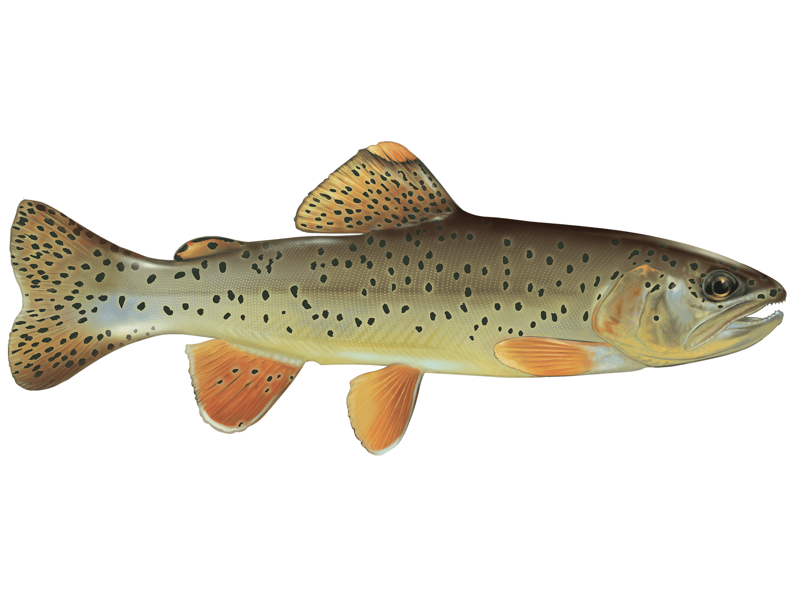 Apache Trout