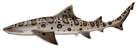 Leopard Shark