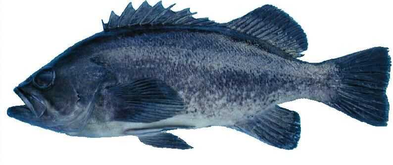 Blue Rockfish