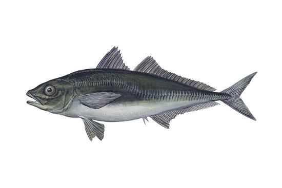 Pacific Jack Mackerel