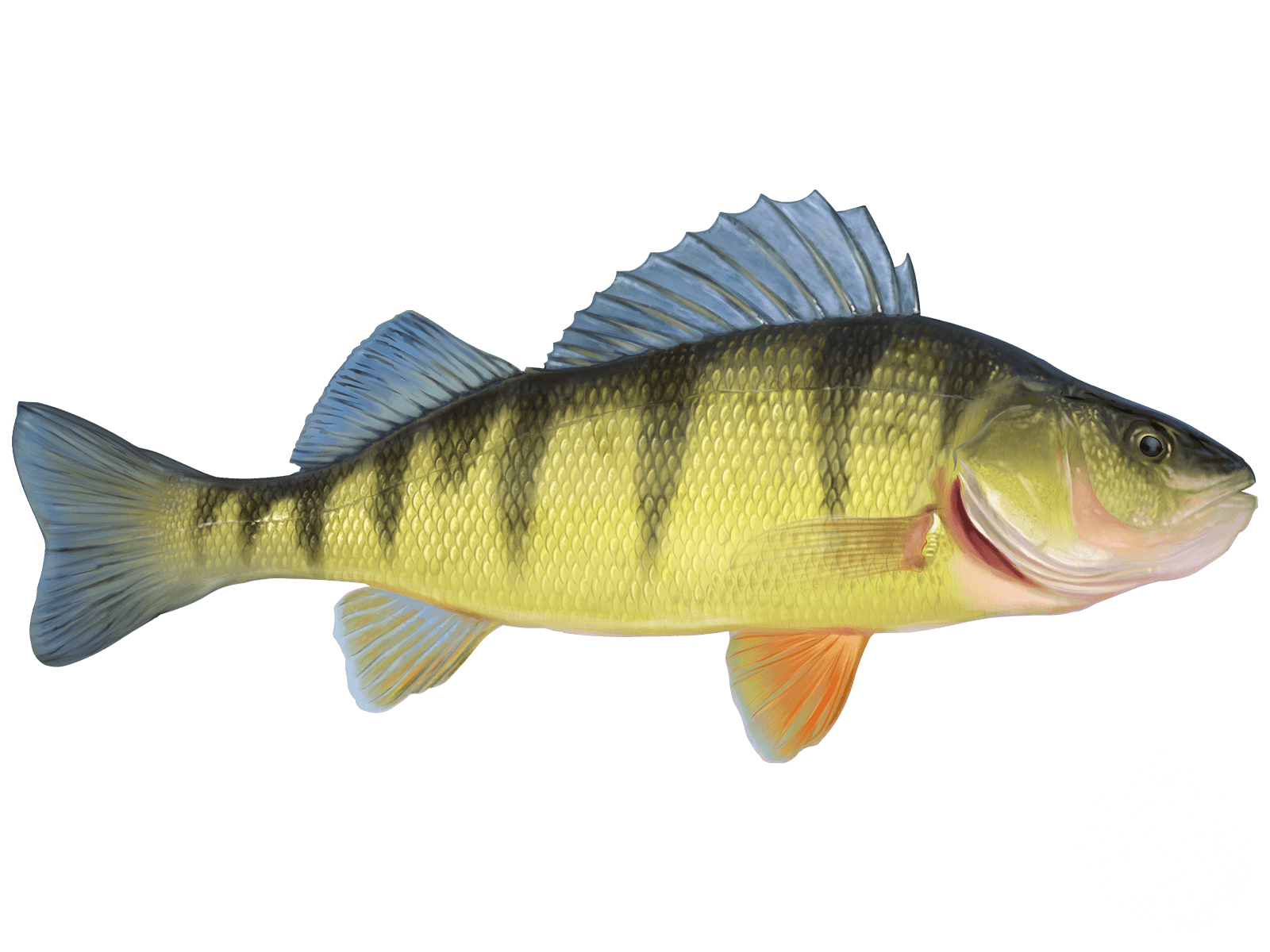 American Yellow Perch