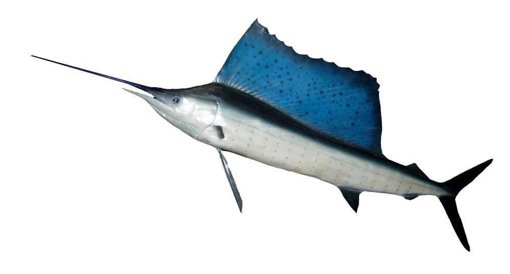 Indo-Pacific Sailfish