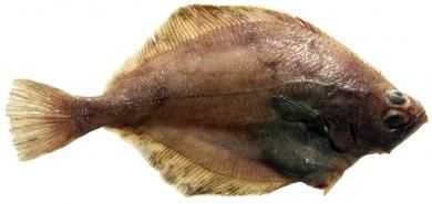 Flathead Sole