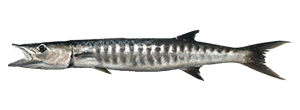 Great Barracuda