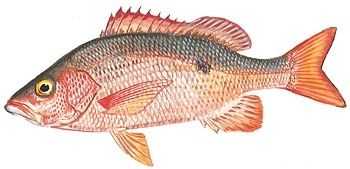 Mahogany Snapper