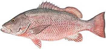 Cubera Snapper