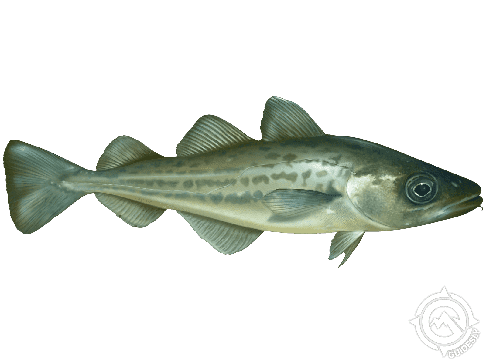 Atlantic Tomcod