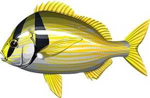 Porkfish