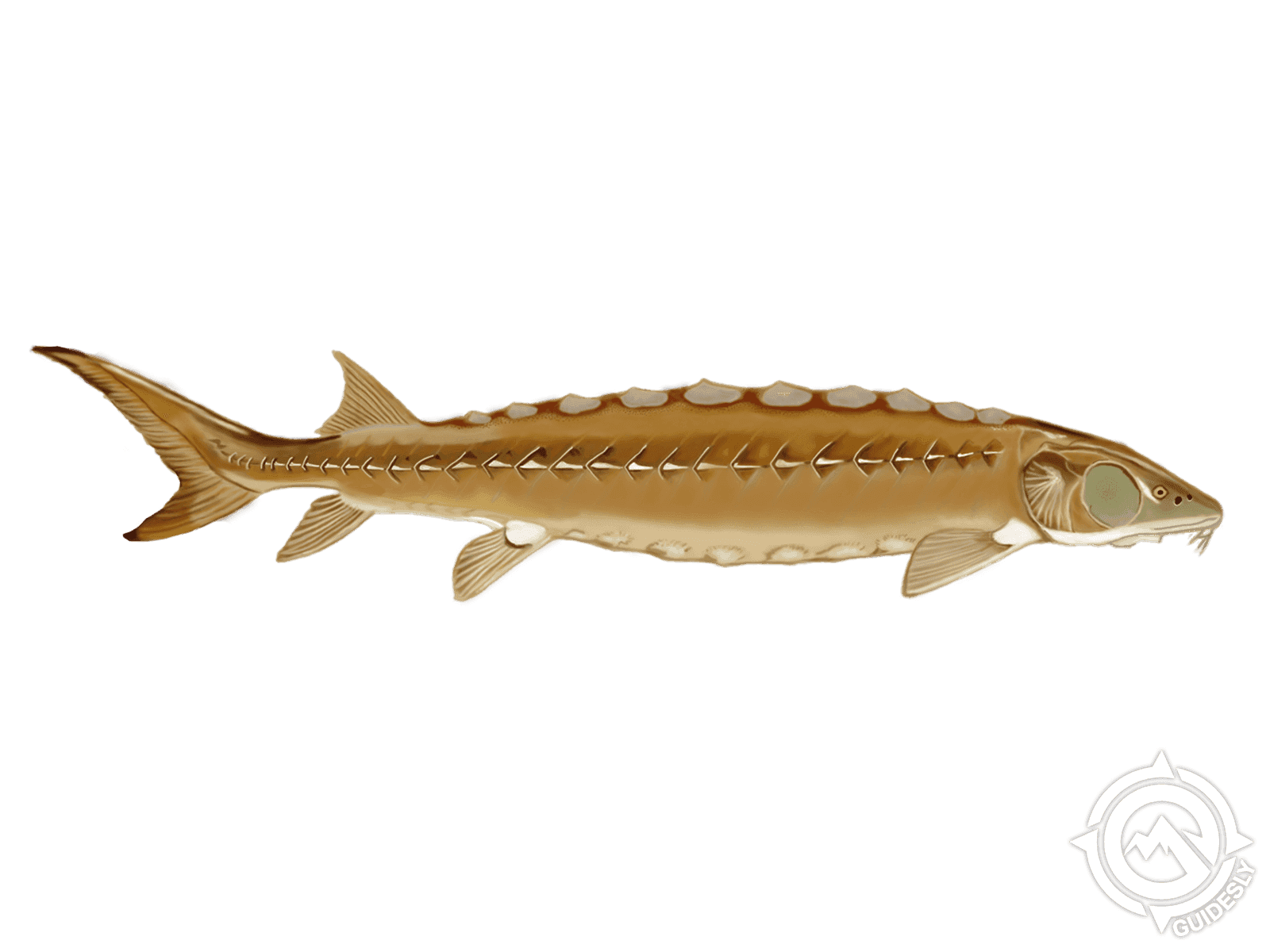 Shortnose Sturgeon