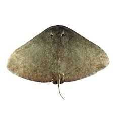 Spiny Butterfly Ray