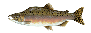 Pink Salmon