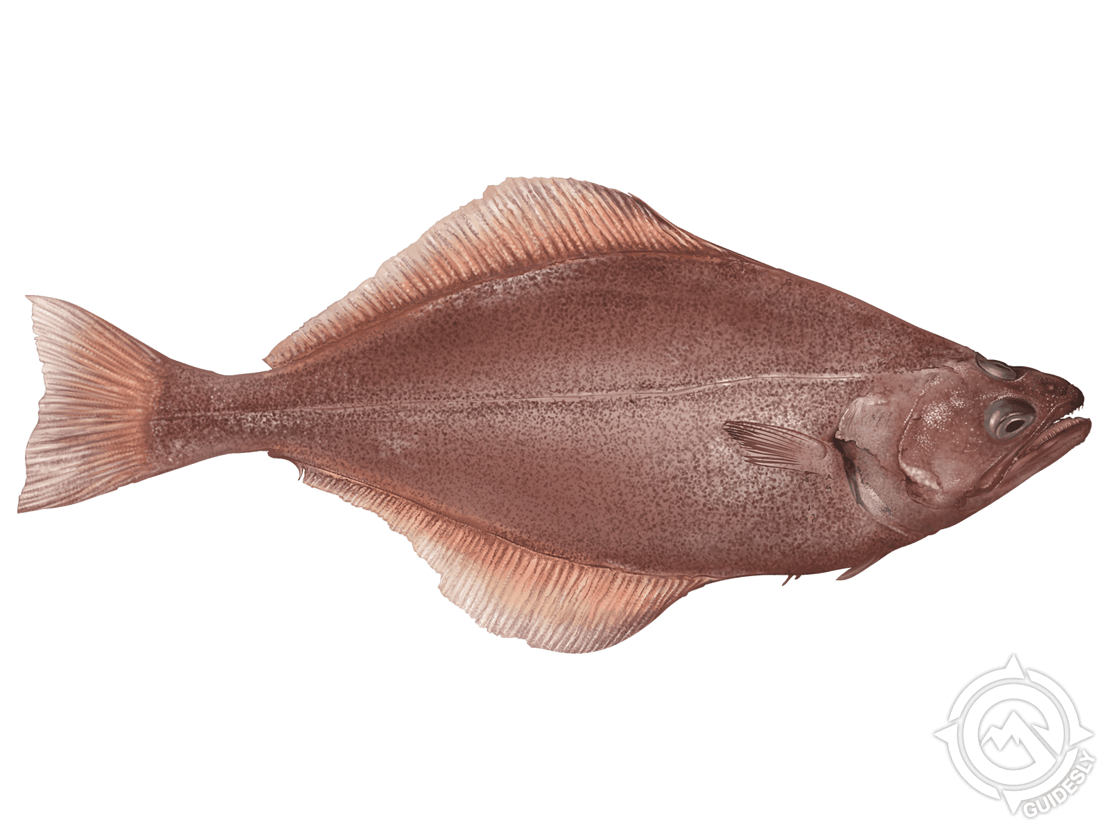 Arrow-Tooth Flounder