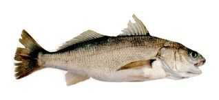 Spotfin Croaker