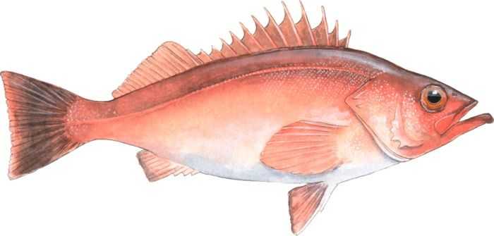 Chilipepper Rockfish