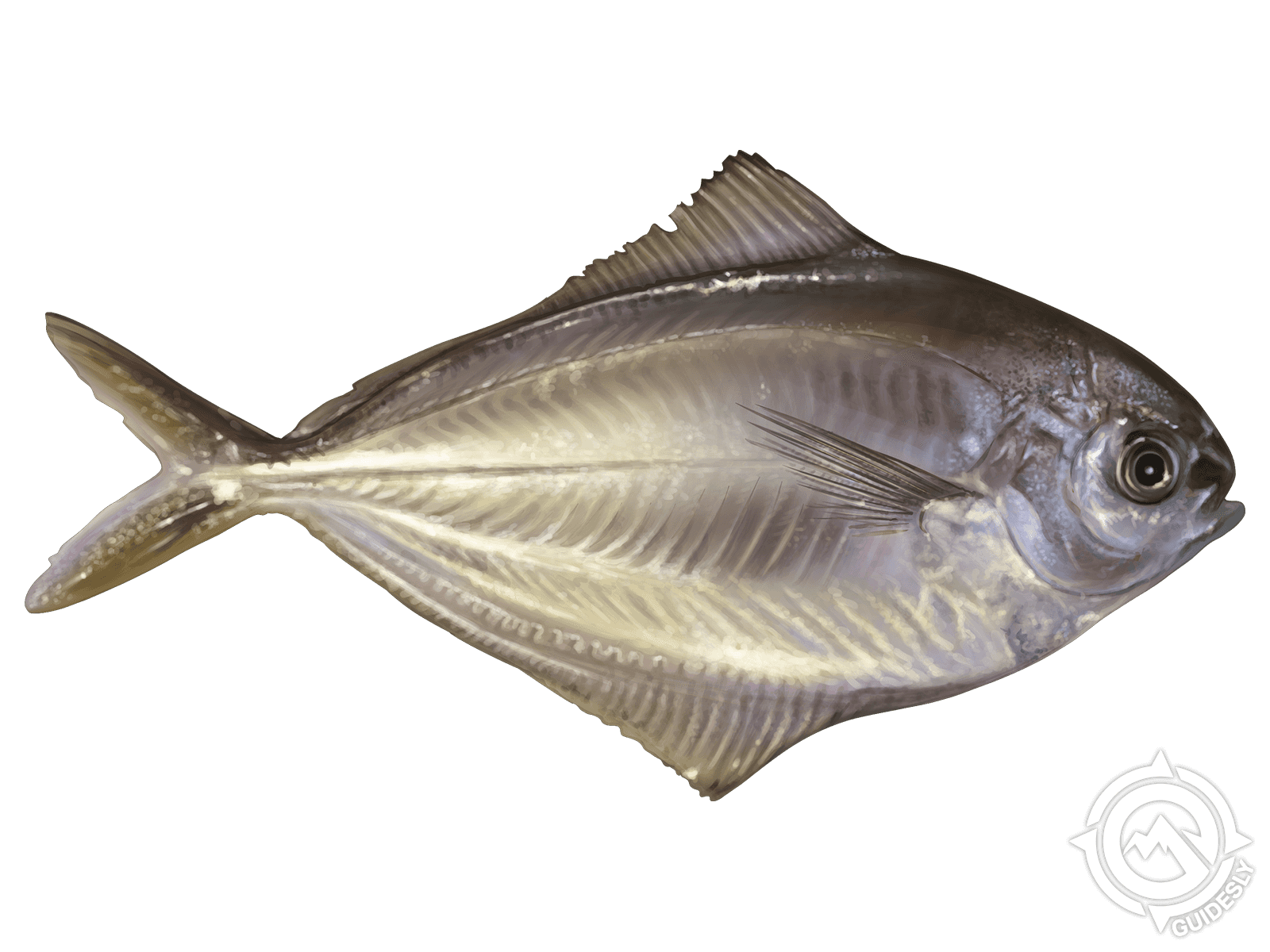 Atlantic Butterfish