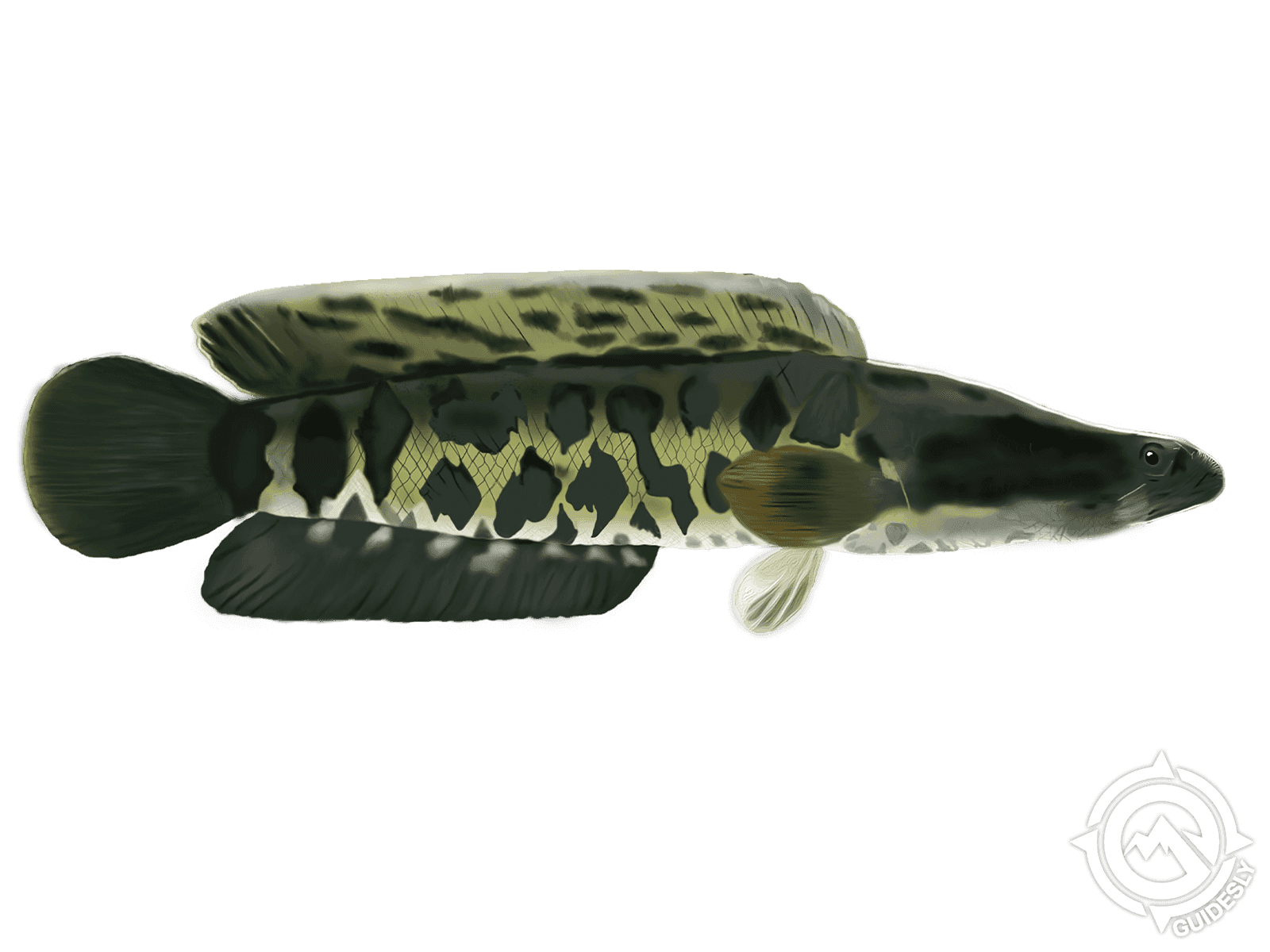 Great Snakehead