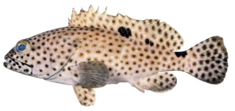 Spotted Grouper