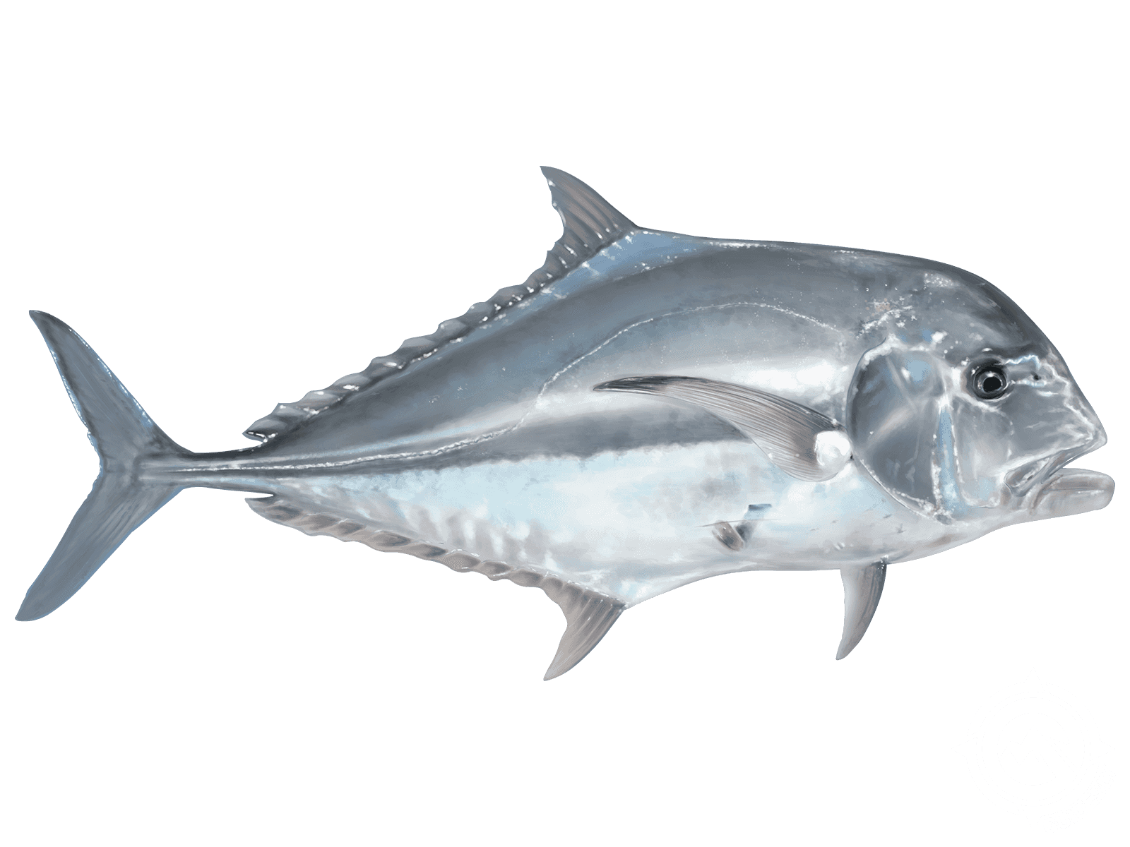 African Pompano